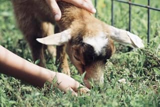 Wedding Venue with a Petting Zoo for kids - closeup of hand feeding baby goat