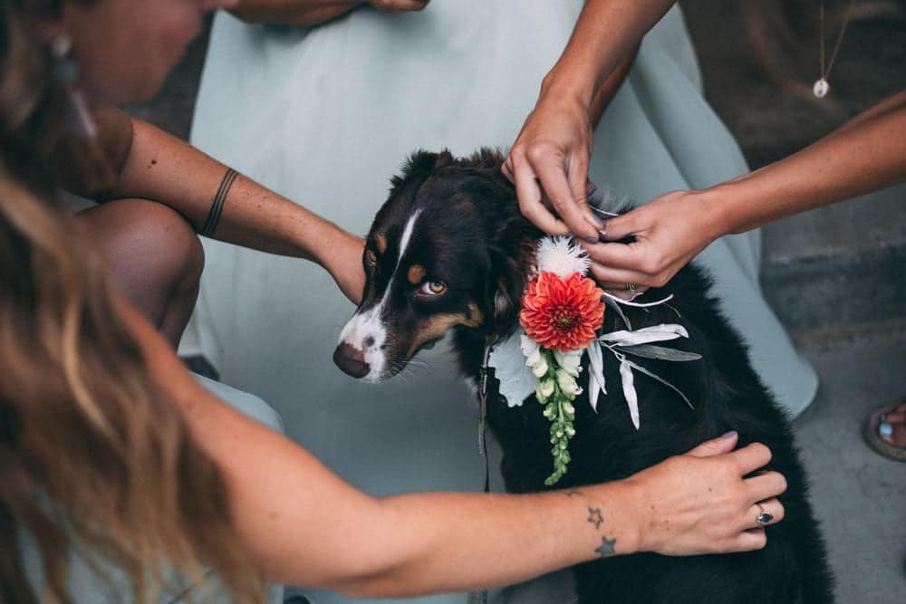 Dog in the Wedding Party